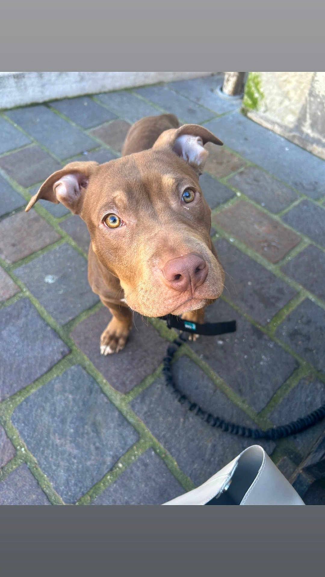 Popeye a rejoint le concours — aidez-le/la à gagner de superbes lots ! dog, brown_dog, leash, pavement, cobblestone, outdoor, pet, canine, looking_up, curious, ears, snout, nose, eyes, collar, street, sidewalk, animal, close_up, daylight