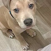 Aqua participe au concours pour gagner de l'argent avec cette photo : dog, puppy, tan_coat, blue_eyes, paws, nose, sneaker, shoe, wood_floor, indoor, collar, looking_up, portrait, close_up, ears, human_leg, metal_cart, tile, adorable, begging