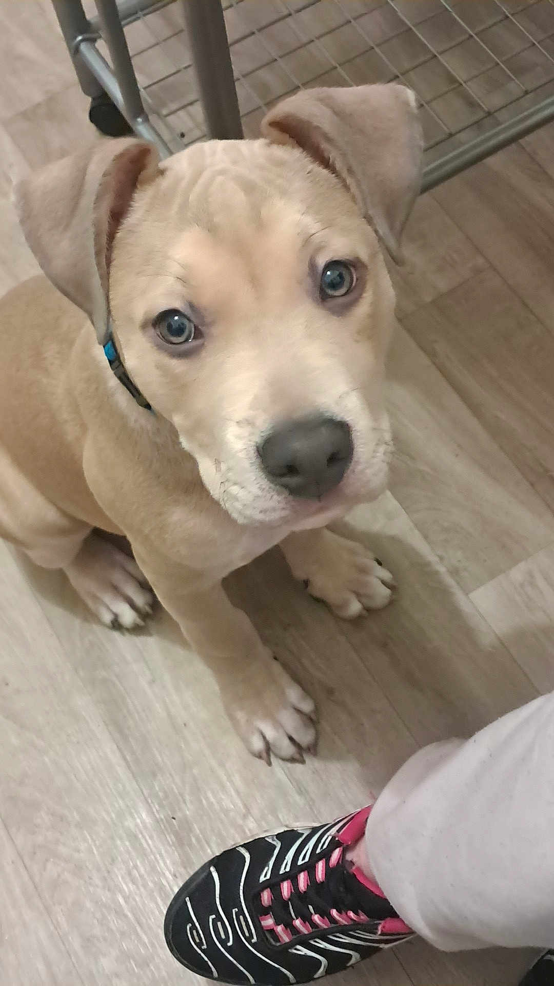 Aqua participe au concours pour gagner de l'argent avec cette photo : dog, puppy, tan_coat, blue_eyes, paws, nose, sneaker, shoe, wood_floor, indoor, collar, looking_up, portrait, close_up, ears, human_leg, metal_cart, tile, adorable, begging