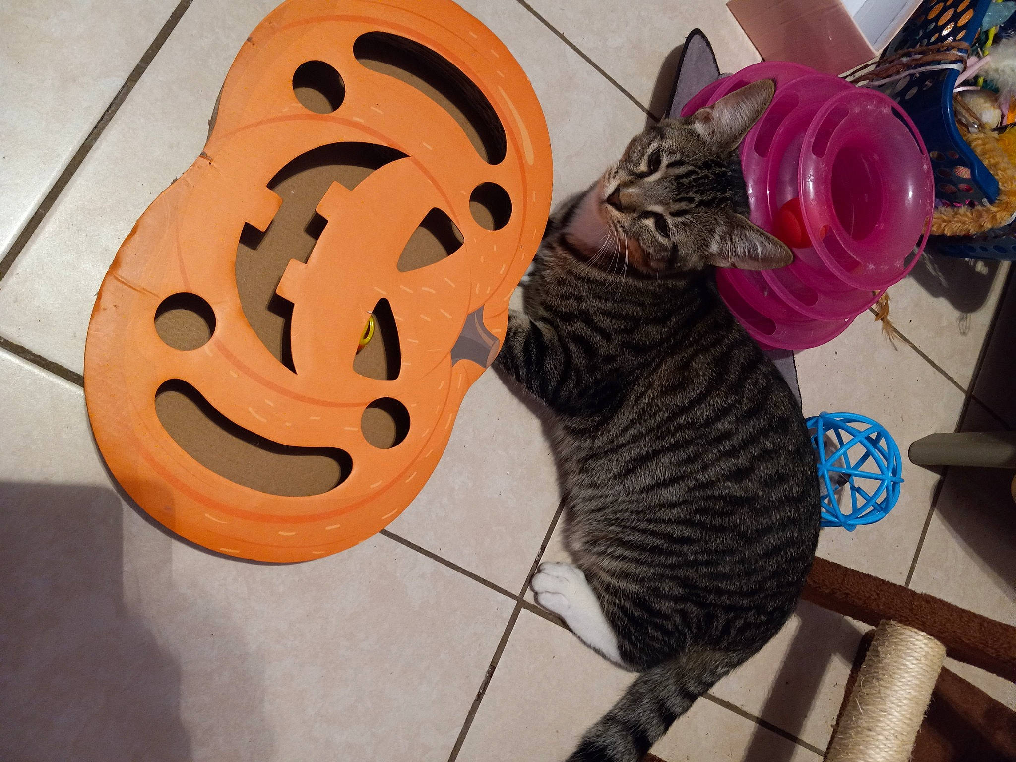 Bootsy joined the competition — help win amazing prizes! art, calabaza, cat, fashion_accessory, felidae, font, gourd, happy, jack_o_lantern, magenta, metal, pumpkin, small_to_medium_sized_cats, squash, symbol, tail, vegetable, visual_arts, whiskers, wood