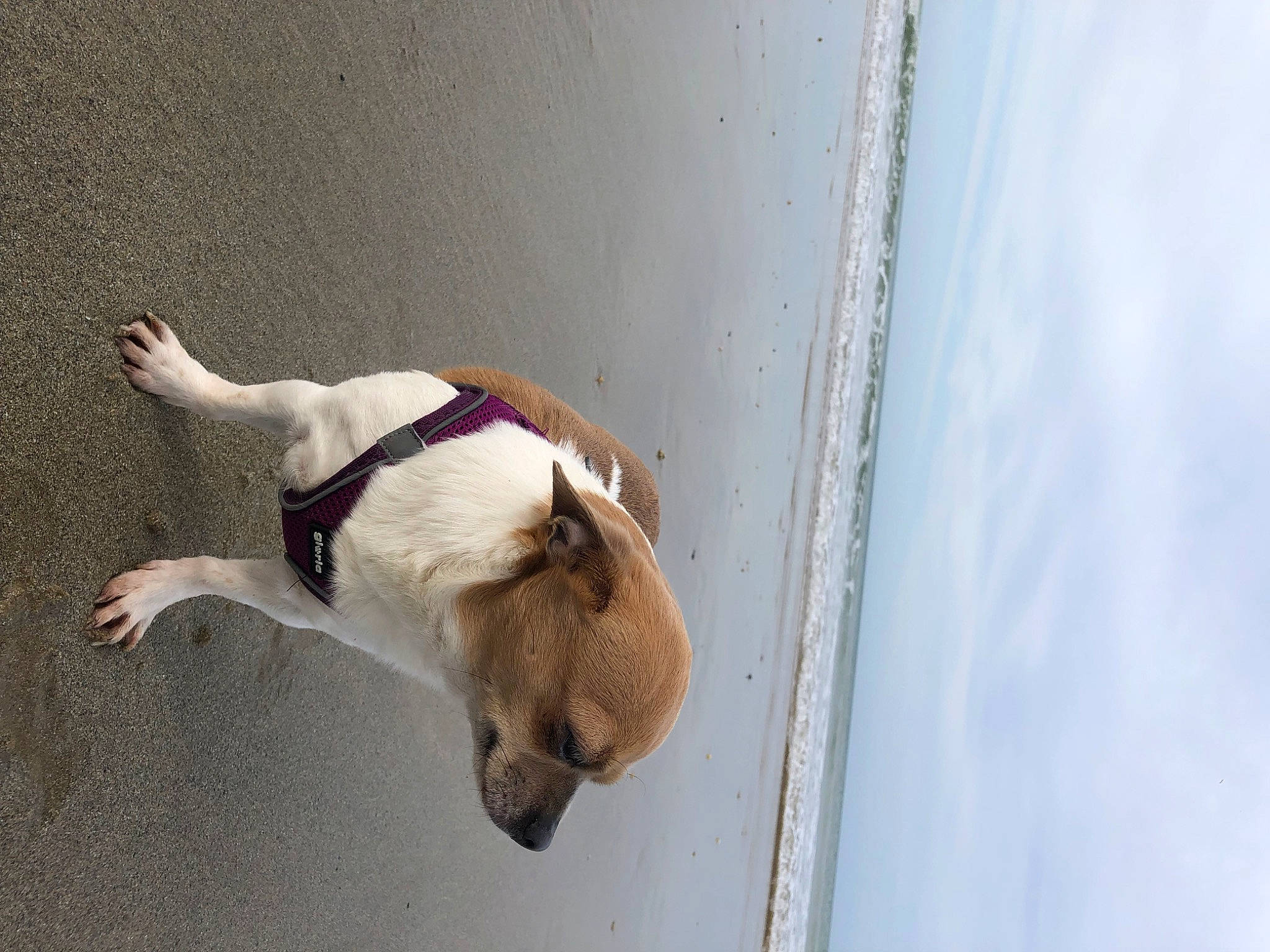 Luna a rejoint le concours — aidez-le/la à gagner de superbes lots ! canidae, carnivore, cloud, collar, companion_dog, dog, dog_breed, dog_collar, fawn, leash, non_sporting_group, pet_supply, shadow, sky, snout, sporting_group, tail, wood, working_animal