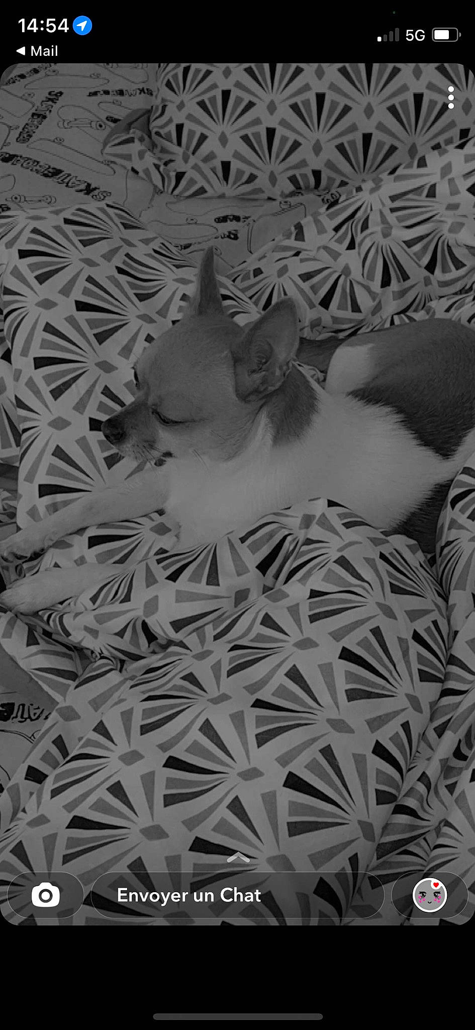 Luna participe au concours pour gagner de l'argent avec cette photo : art, beauty, black_and_white, carnivore, dog, fawn, felidae, grey, mammal, monochrome, monochrome_photography, pattern, room, small_to_medium_sized_cats, style, tail, textile, vertebrate, whiskers, wood
