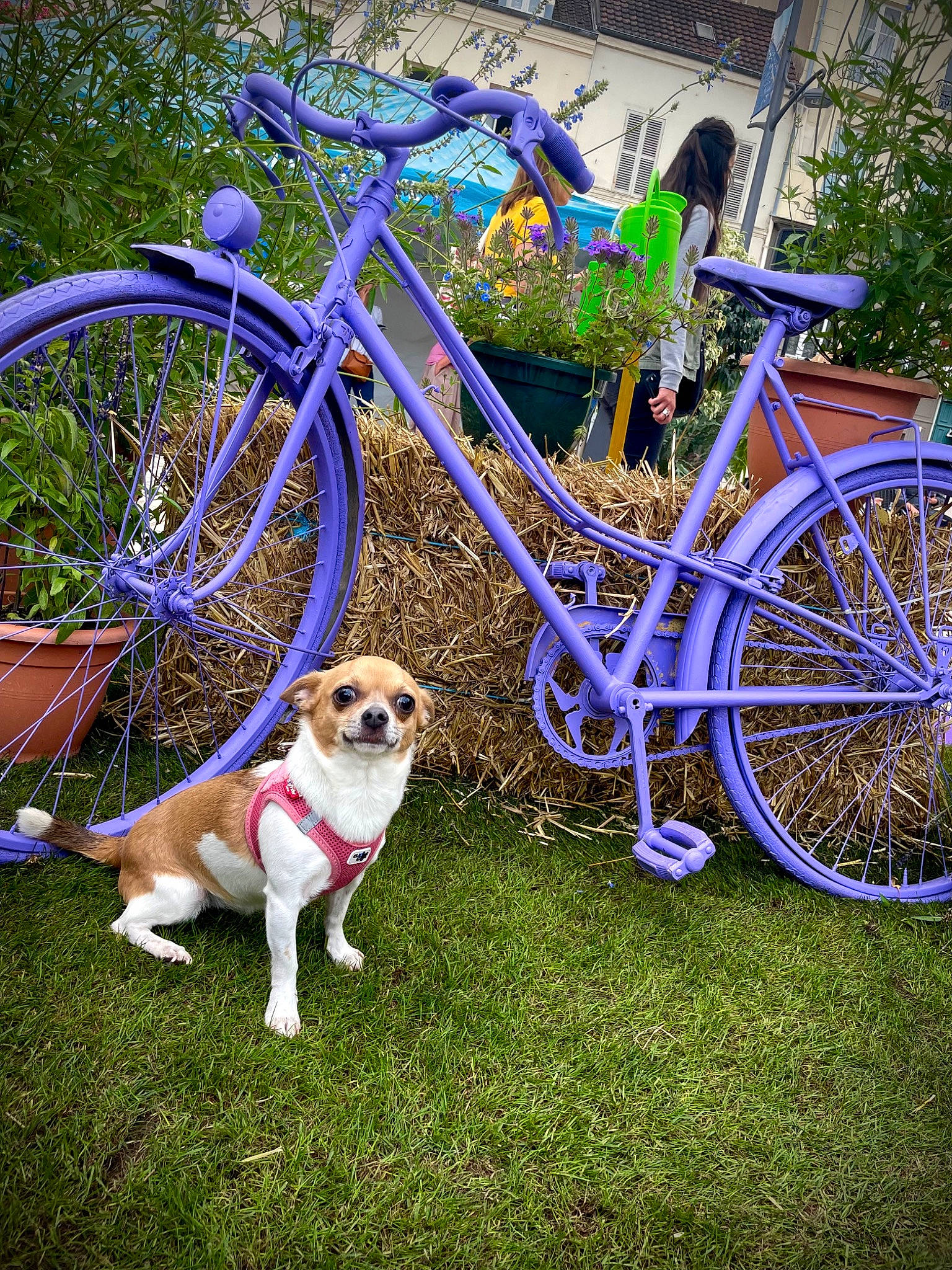 Luna a rejoint le concours — aidez-le/la à gagner de superbes lots ! bicycle, bicycle_accessory, bicycle_fork, bicycle_frame, bicycle_handlebar, bicycle_seatpost, bicycle_stem, bicycle_tire, bicycle_wheel, bicycles_equipment_and_supplies, carnivore, crankset, dog, dog_breed, hub_gear, land_vehicle, plant, tire, vehicle, wheel