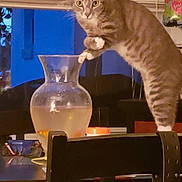 Desmo joined the competition — help win amazing prizes! cat, tabby_cat, glass_vase, fish, goldfish, water, table, chair, indoor, curious, pet, animal, furniture, window_blinds, eyeglasses, blue_wall, houseplant, countertop, domestic, mischievous