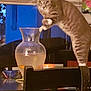 cat, tabby_cat, glass_vase, fish, goldfish, water, table, chair, indoor, curious, pet, animal, furniture, window_blinds, eyeglasses, blue_wall, houseplant, countertop, domestic, mischievous