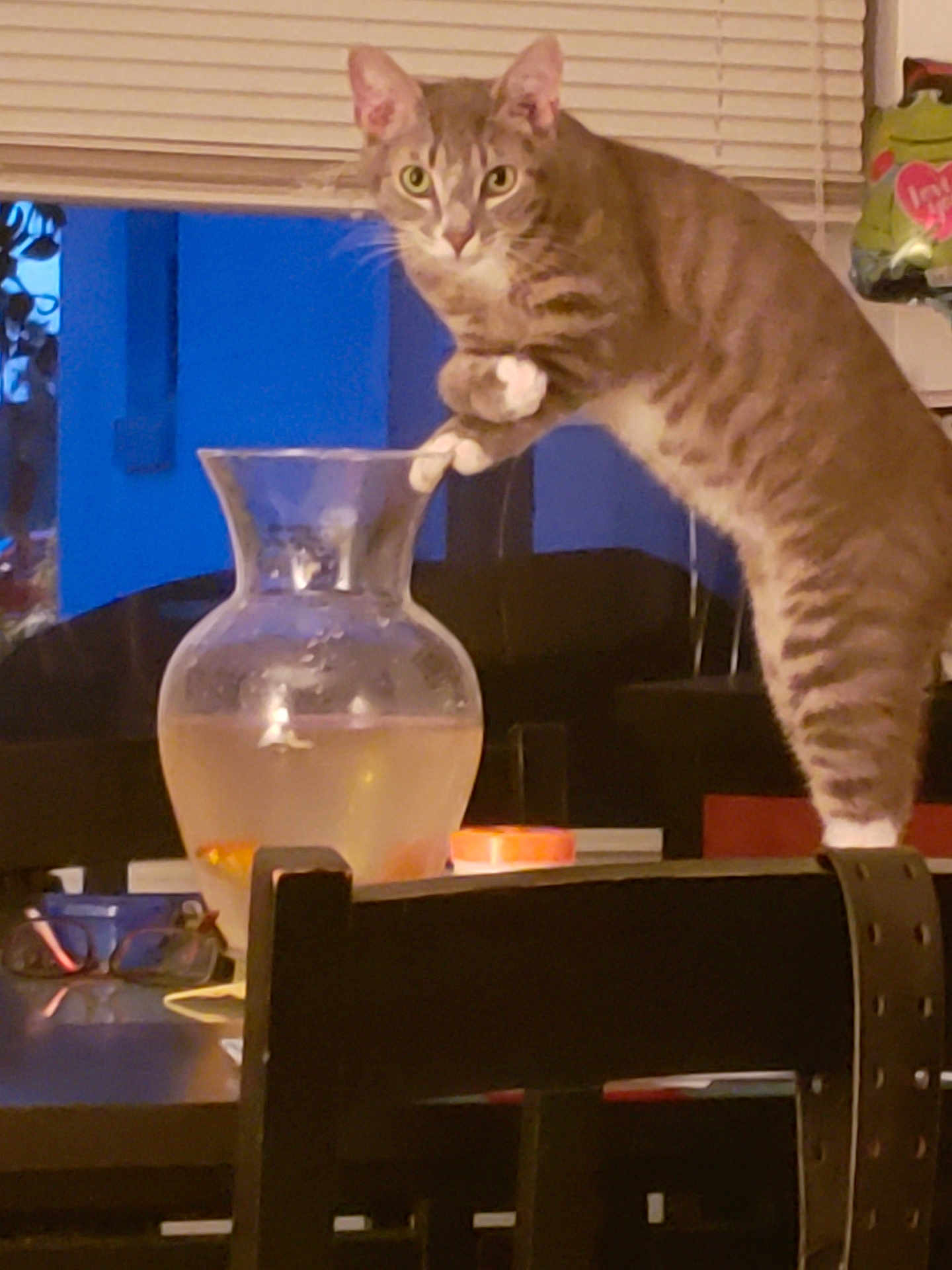 Desmo joined the competition — help win amazing prizes! cat, tabby_cat, glass_vase, fish, goldfish, water, table, chair, indoor, curious, pet, animal, furniture, window_blinds, eyeglasses, blue_wall, houseplant, countertop, domestic, mischievous