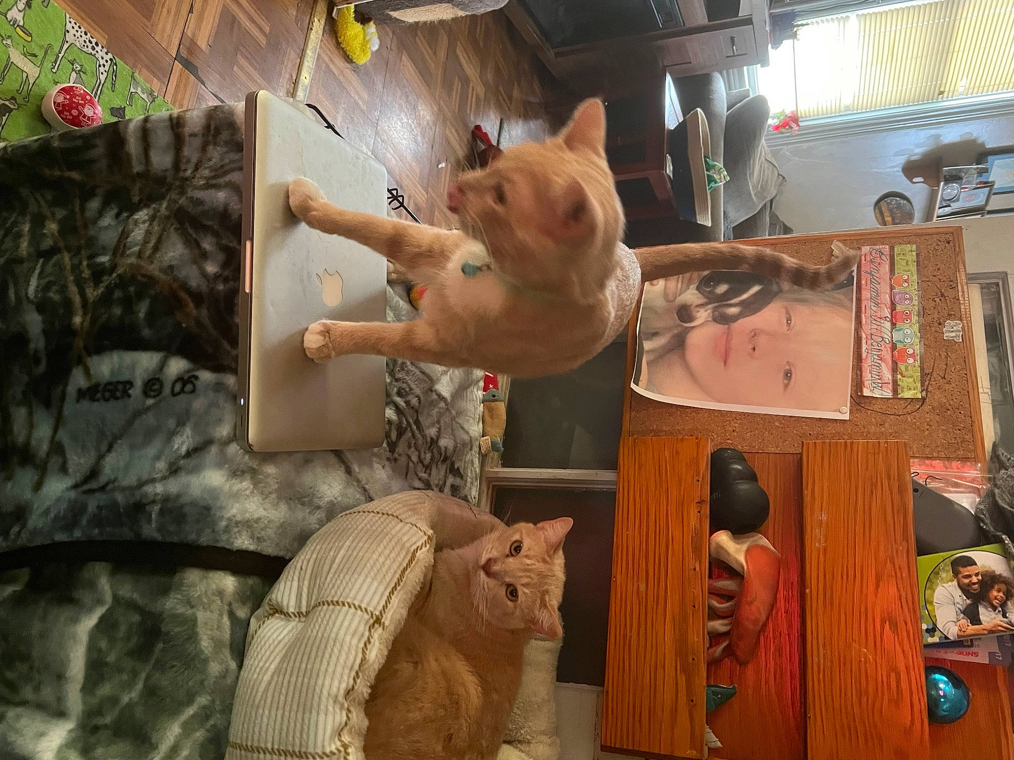 Tigger is registered to the contest to win money with this photo: art, carnivore, collection, companion_dog, dog, fawn, felidae, fur, plush, room, small_to_medium_sized_cats, stuffed_toy, tail, teddy_bear, textile, toy, visual_arts, whiskers, window, wood