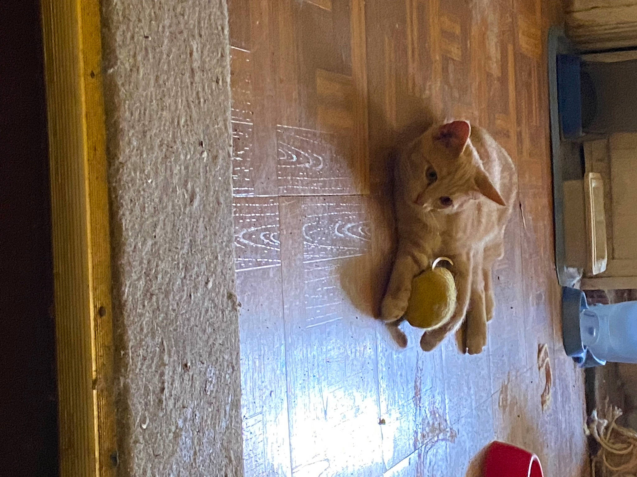 Tigger joined the competition — help win amazing prizes! art, brown, creative_arts, dead_bolt, door, door_handle, fixture, gas, handle, hardwood, home_door, latch, lock, metal, paint, plywood, tints_and_shades, varnish, wood, wood_stain