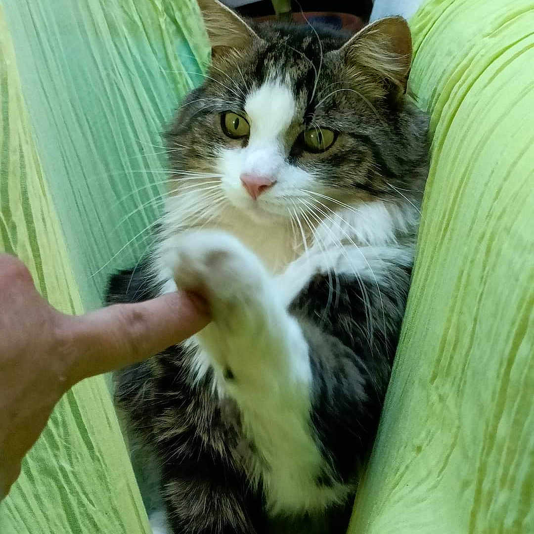Hanuman a rejoint le concours — aidez-le/la à gagner de superbes lots ! abyssinian, angora, animal, blanket, cat, chair, couch, cushion, document, furniture, homedecor, indoors, interiordesign, kitten, manx, person, pet, plant, pottedplant, sleeping