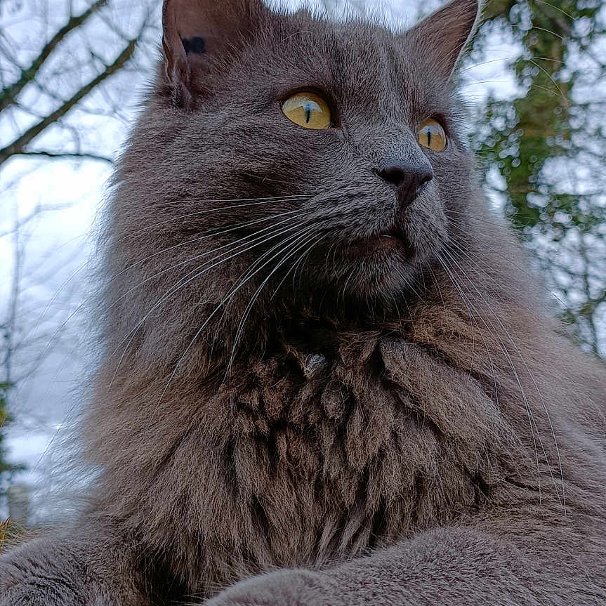 Yoda
