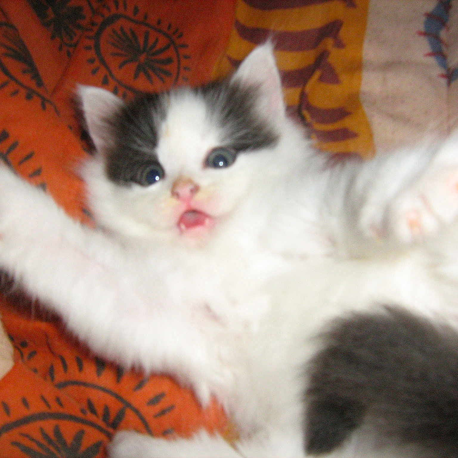Taïma