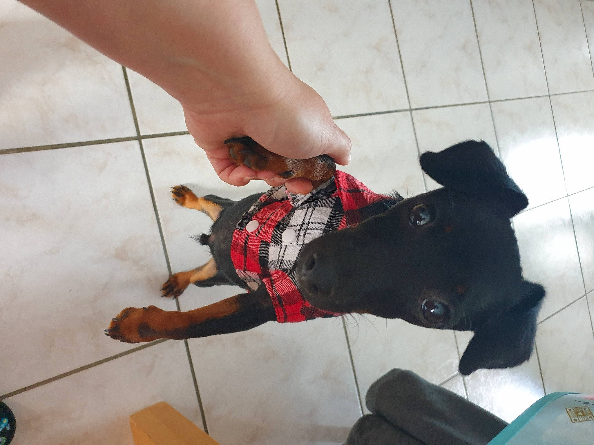 Pluto participe au concours pour gagner de l'argent avec cette photo : ankle, canidae, carnivore, companion_dog, dog, dog_breed, fawn, floor, footwear, guard_dog, leash, leg, miniature_pinscher, non_sporting_group, shoe, sporting_group