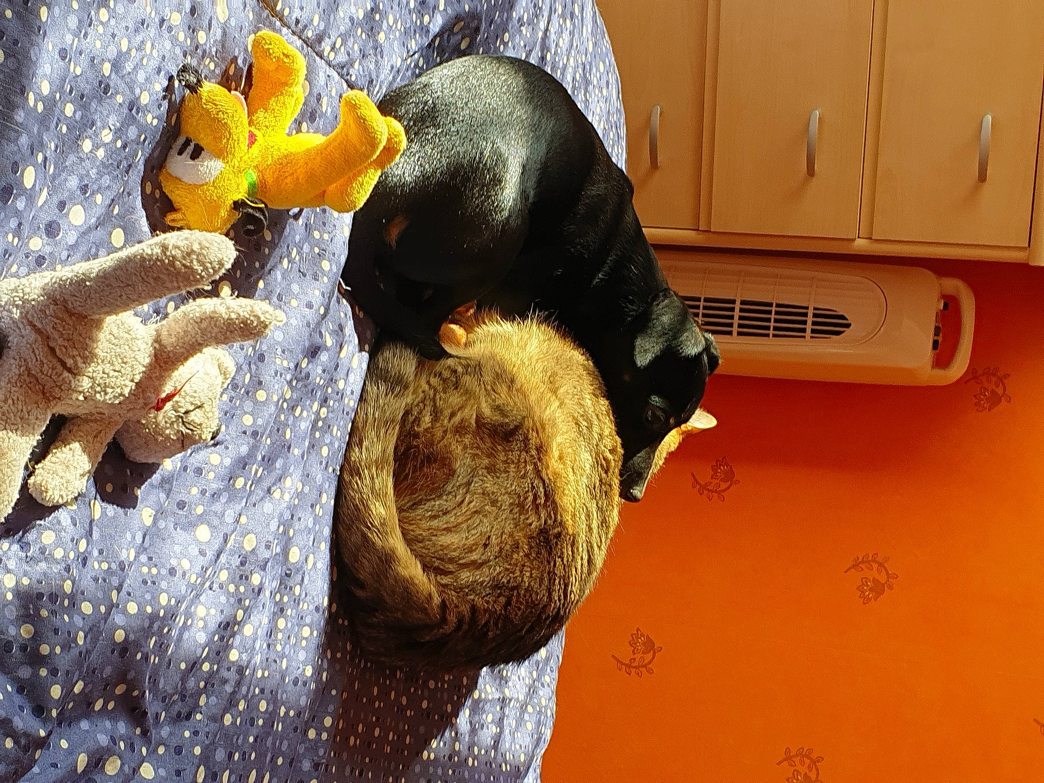 Pluto a rejoint le concours — aidez-le/la à gagner de superbes lots ! sporting_group