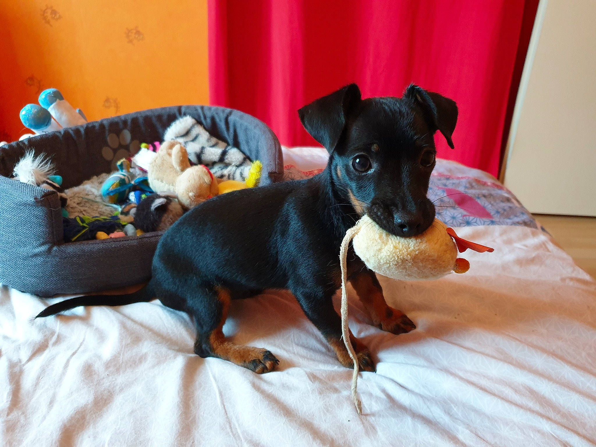 Pluto participe au concours pour gagner de l'argent avec cette photo : black_and_tan_terrier, canidae, carnivore, companion_dog, dog, dog_breed, english_toy_terrier, german_pinscher, mammal, manchester_terrier, miniature_pinscher, pinscher, prazsky_krysarik, puppy, rare_breed_dog, russkiy_toy, snout, toy_dog, toy_manchester_terrier, vertebrate