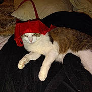 Ambrose joined the competition — help win amazing prizes! animal, bedroom, blanket, brown, cat, cozy, cute, domestic, fabric, feline, fur, indoor, lying_down, pet, pillow, red_hat, relaxed, resting, sleepy, white