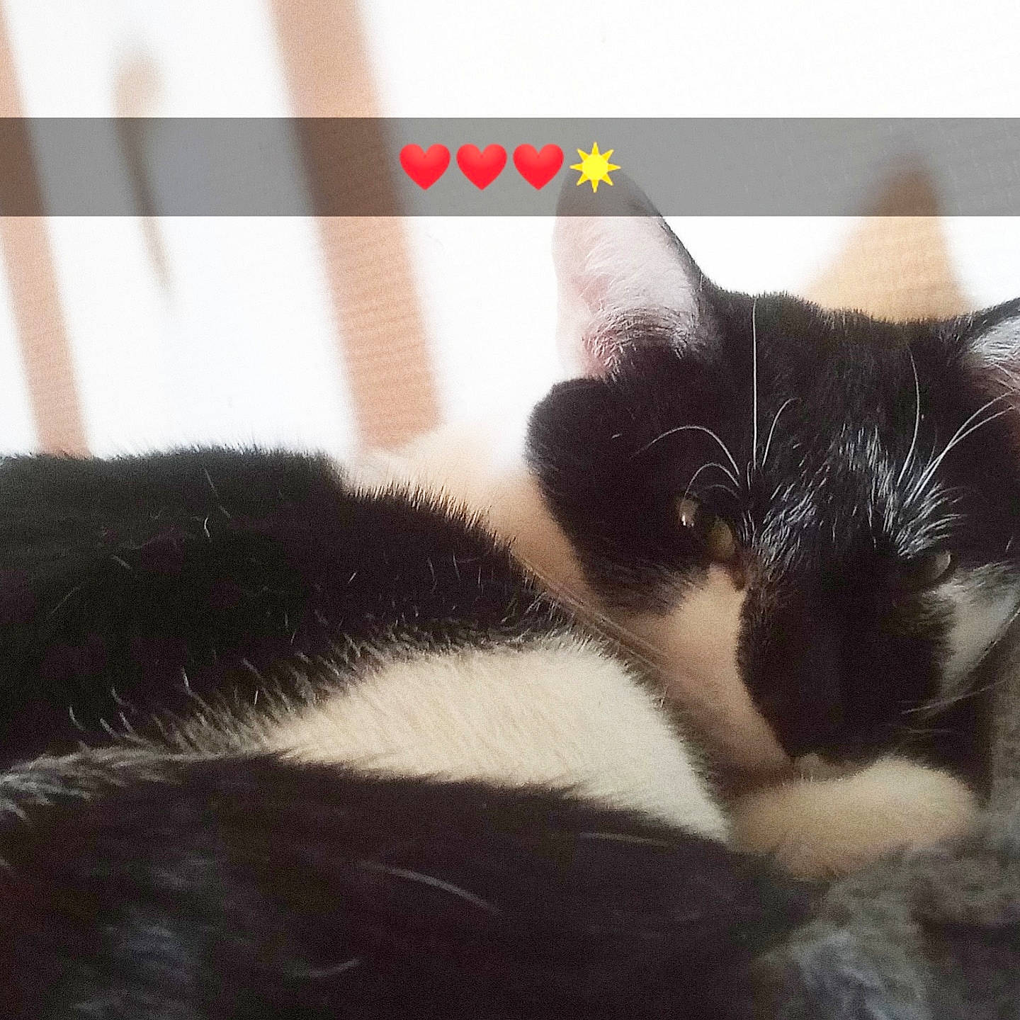 Timmy participe au concours pour gagner de l'argent avec cette photo : black_and_white, black_cat, carnivore, cat, ear, eye, felidae, fur, kitten, love, nap, nose, polydactyl_cat, sky, sleep, small_to_medium_sized_cats, snout, square, tail, whiskers