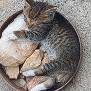 Goober is registered to the contest to win money with this photo: kitten, cat, sleeping, curled_up, tabby, rock, stones, container, outdoor, resting, fur, animal, pet, cute, small, paw, whiskers, peaceful, relaxed, nature