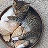 kitten, cat, sleeping, curled_up, tabby, rock, stones, container, outdoor, resting, fur, animal, pet, cute, small, paw, whiskers, peaceful, relaxed, nature