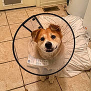 Jake joined the competition — help win amazing prizes! dog, cone, pet, animal, floor, tile, indoor, smiling, looking_up, brown, white, dog_biscuit, water_heater, cloth, home, waiting, cute, ears, fur, collar