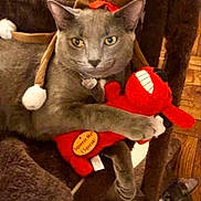 Chacha is registered to the contest to win money with this photo: animal, cat, cat_tree, christmas, cozy, curious_cat, cute, ears, feline, festive, gray_cat, indoor, paws, pet, pets_playing, plush_toy, reindeer_hat, squeaky_toy, toy, wood_floor