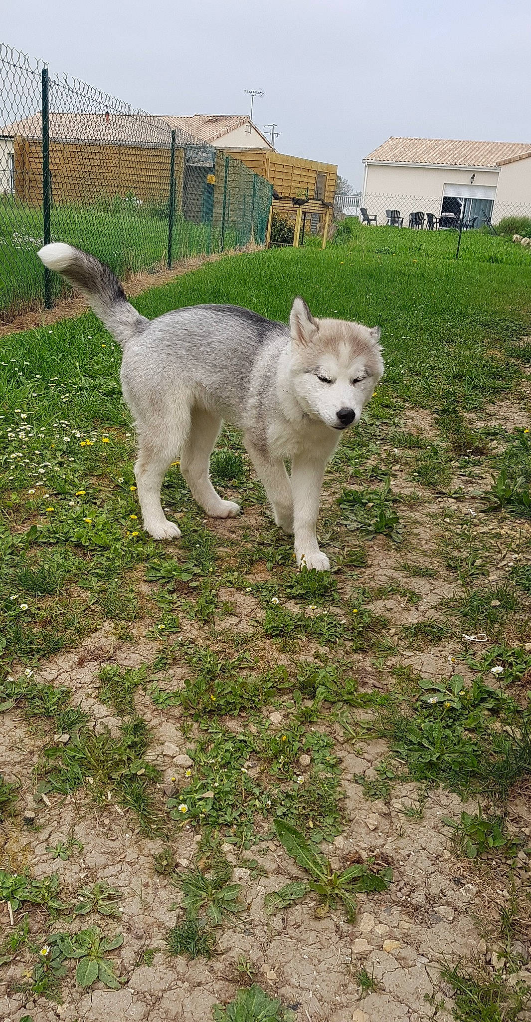 Pimky participe au concours pour gagner de l'argent avec cette photo : alaskan_malamute, canidae, carnivore, czechoslovakian_wolfdog, dog, dog_breed, east_siberian_laika, greenland_dog, mammal, native_american_indian_dog, northern_inuit_dog, pungsan_dog, rare_breed_dog, saarloos_wolfdog, siberian_husky, sled_dog, tamaskan_dog, vertebrate, wolfdog, working_dog