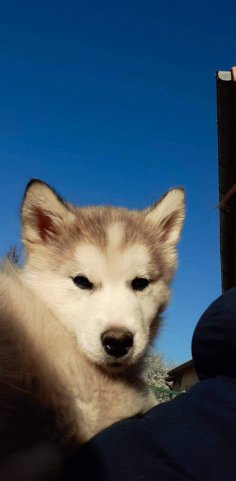 Pimky a rejoint le concours — aidez-le/la à gagner de superbes lots ! alaskan_malamute, canadian_eskimo_dog, canidae, canis, canis_lupus_tundrarum, carnivore, dog, dog_breed, greenland_dog, mammal, miniature_siberian_husky, rare_breed_dog, sakhalin_husky, siberian_husky, sky, sled_dog, snout, vertebrate, whiskers, wolfdog