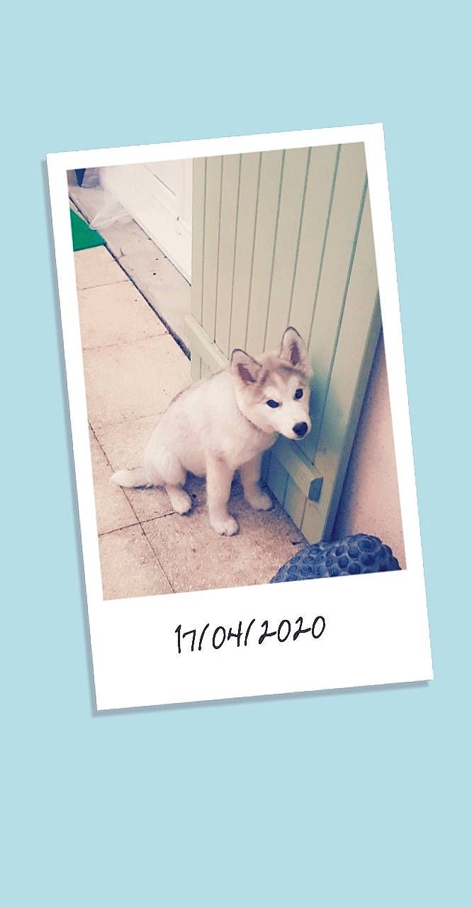 Pimky a rejoint le concours — aidez-le/la à gagner de superbes lots ! alaskan_klee_kai, alaskan_malamute, canidae, carnivore, cat, dog, dog_breed, photo_caption, puppy, siberian_husky