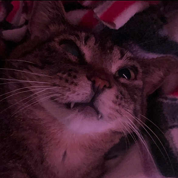 Kitty
