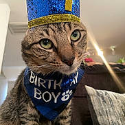 Astro is registered to the contest to win money with this photo: animal, bandana, birthday, birthday_boy, blue_crown, cat, celebration, close_up, couch, crown, cute, fur, green_eyes, home, indoor, pet, pillow, portrait, tabby_cat, whiskers