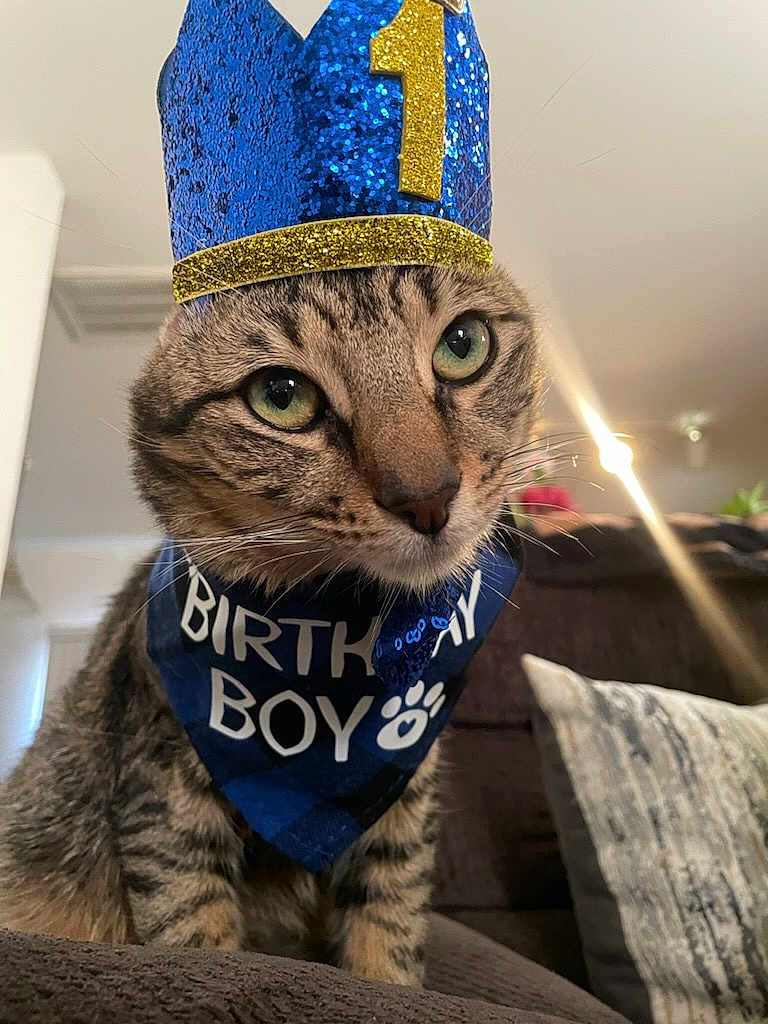 Astro is registered to the contest to win money with this photo: animal, bandana, birthday, birthday_boy, blue_crown, cat, celebration, close_up, couch, crown, cute, fur, green_eyes, home, indoor, pet, pillow, portrait, tabby_cat, whiskers