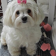 Ullie participe au concours pour gagner de l'argent avec cette photo : adorable, animal, bow, companion, curious, cute, dog, fluffy, fur, home, indoor, mat, pet, pink, playful, plush, puppy, small, toy, white