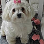 adorable, animal, bow, companion, curious, cute, dog, fluffy, fur, home, indoor, mat, pet, pink, playful, plush, puppy, small, toy, white