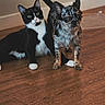 cat, dog, tuxedo_cat, small_dog, indoor, wooden_floor, pet, animal, fur, black_and_white_cat, speckled_dog, companion, curious, cute, domestic, flooring, relaxed, alert, friendship, mammal