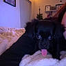 puppy, dog, black_dog, tongue_out, blanket, bedroom, fairy_lights, indoors, cozy, cute, pet, animal, soft_lighting, person_partial, home, sleeping_area, wall_art, shelf, window, night