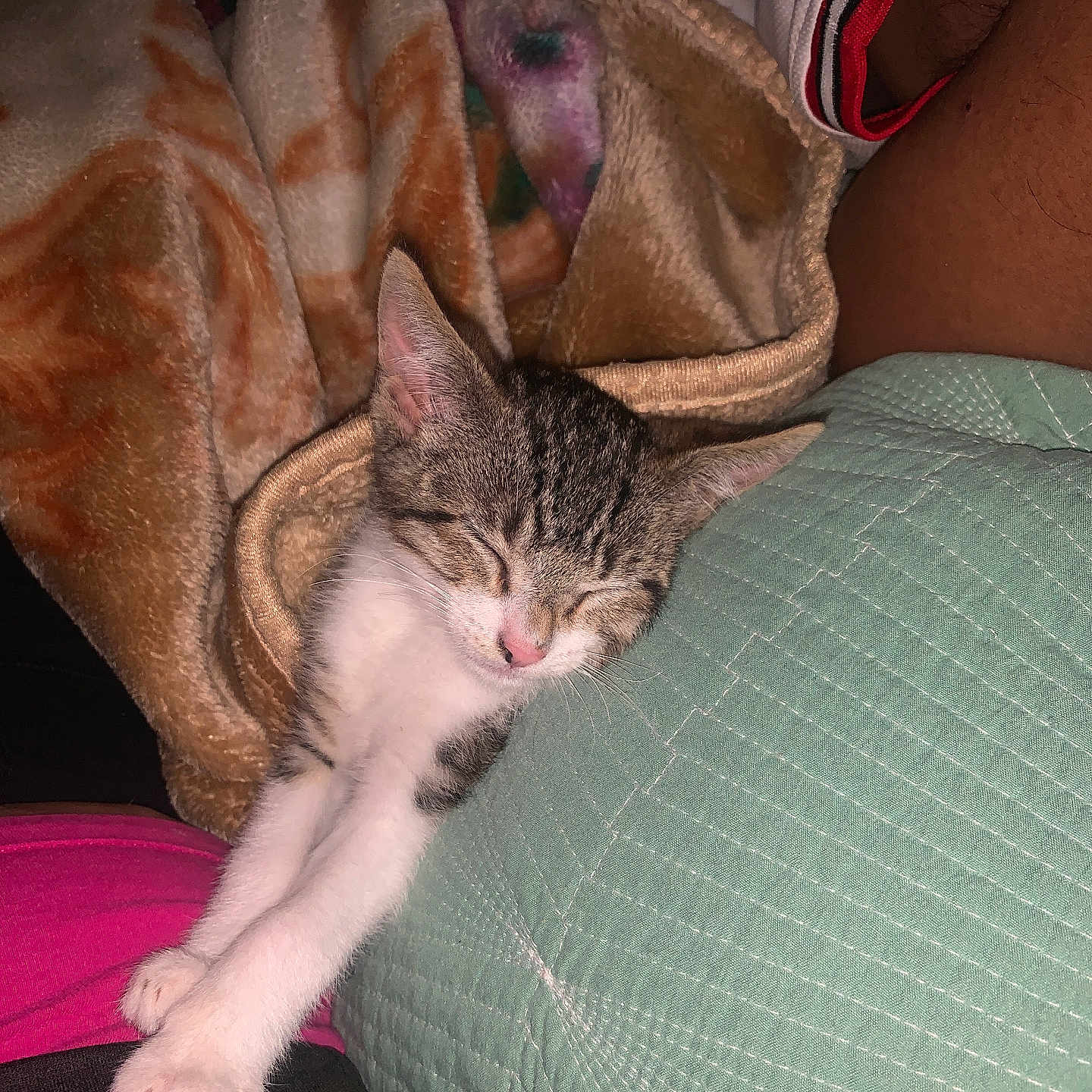Baby joined the competition — help win amazing prizes! abyssinian, animal, armchair, blanket, cat, chair, couch, cushion, furniture, homedecor, kitten, linen, manx, person, pet, quilt, siamese, sleeping, velvet