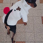 Ulysse a rejoint le concours — aidez-le/la à gagner de superbes lots ! animal, black_and_brown_dog, checkered_floor, clothing, curious, cute, dog, festive, floor, indoor, looking_back, pet, red_pom_pom, short_hair, small_dog, standing, sweater, tiled_floor, white_sweater, winter_clothing