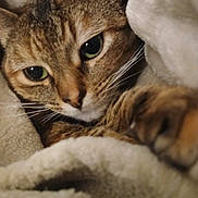 Ezmerelda joined the competition — help win amazing prizes! animal, blanket, cat, close_up, comfort, cozy, cute, feline, fur, green_eyes, indoor, paw, pet, resting, sleepy, snuggled, soft, tabby, warm, whiskers
