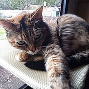 Ezmerelda is registered to the contest to win money with this photo: animal, background, cat, closeup, curious, feline, fur, green_eyes, home, indoor, nature, outdoor, paw, perch, pet, relaxing, stretching, tabby, trees, window