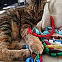 animal, blanket, cat, close_up, colorful, cozy, curly, cute, feline, indoor, paw, pet, playful, relaxed, resting, ribbons, sleepy, soft, tabby, toy