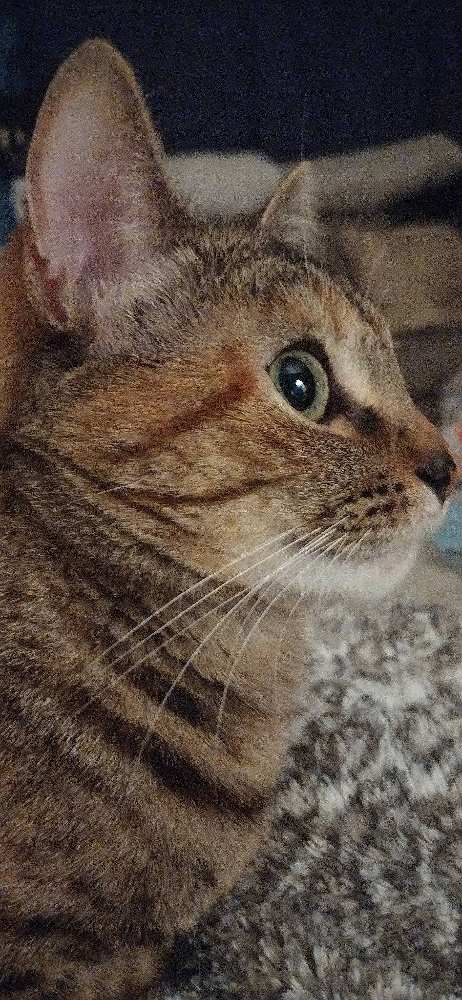 Ezmerelda joined the competition — help win amazing prizes! carnivore, cat, close_up, domestic_short_haired_cat, eye, felidae, fur, small_to_medium_sized_cats, snout, terrestrial_animal, tree, whiskers, wildlife