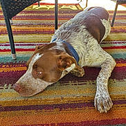 Moose joined the competition — help win amazing prizes! dog, brown, white, collar, lying_down, striped_rug, indoor, relaxed, pet, canine, fur, ears, paw, table_leg, floor, domestic_animal, resting, side_view, animal, calm