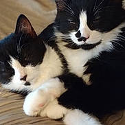 Milo And Jinxs is registered to the contest to win money with this photo: animal_companions, black_and_white, cat, close_up, cozy, cuddling, cute, domestic_animal, feline, fur, indoor, paw, pet, relaxed, resting, sleeping, soft, striped_blanket, two_animals, whiskers
