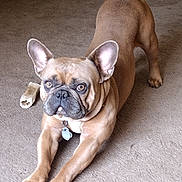 Fred joined the competition — help win amazing prizes! dog, french_bulldog, pet, animal, indoor, carpet, brown, stretching, bone, toy, ears, paws, collar, tag, looking, alert, cute, companion, domestic, mammal