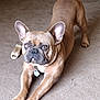 dog, french_bulldog, pet, animal, indoor, carpet, brown, stretching, bone, toy, ears, paws, collar, tag, looking, alert, cute, companion, domestic, mammal
