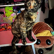 Scraps joined the competition — help win amazing prizes! cat, tortoiseshell_cat, pet, table, plush_toy, stuffed_animal, indoor, curious, wide_eyes, feline, pink_table, living_room, cozy, fur, whiskers, playful, cute, animal, sitting, closeup