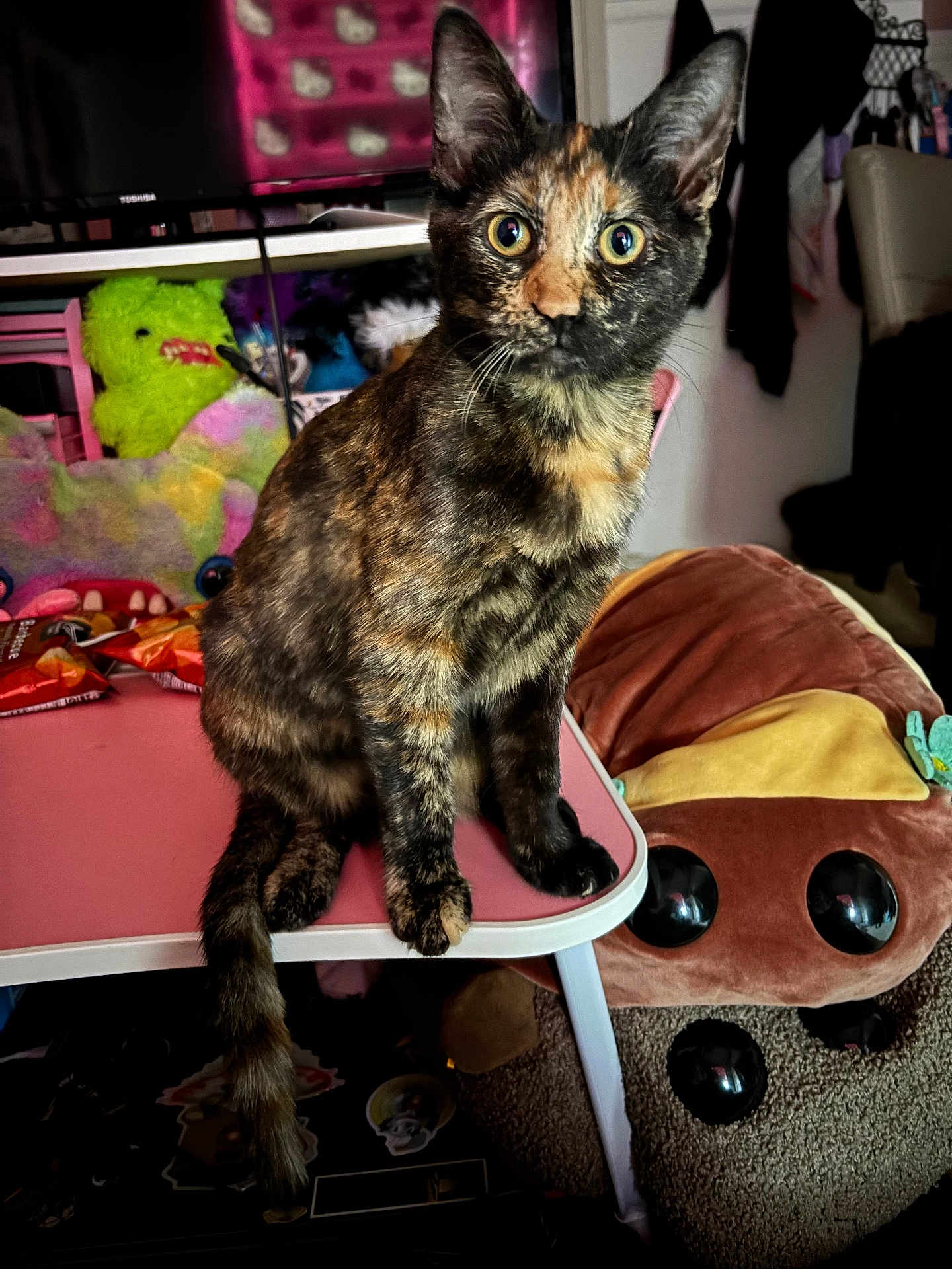Scraps joined the competition — help win amazing prizes! cat, tortoiseshell_cat, pet, table, plush_toy, stuffed_animal, indoor, curious, wide_eyes, feline, pink_table, living_room, cozy, fur, whiskers, playful, cute, animal, sitting, closeup