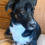 Klingon joined the competition — help win amazing prizes! dog, black_and_white, indoor, wooden_floor, wooden_cabinet, pet, animal, sitting, brown_eyes, fur, canine, looking_away, companion, domestic_animal, close_up, portrait, calm, cute, household, relaxed
