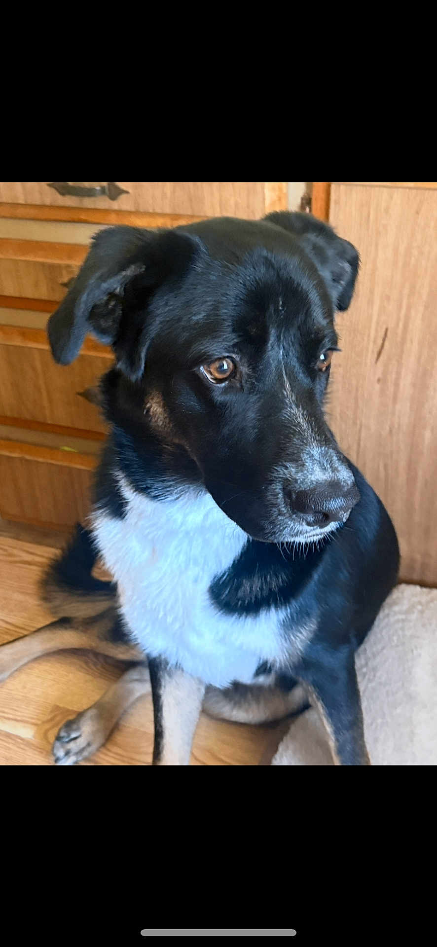 Klingon joined the competition — help win amazing prizes! dog, black_and_white, indoor, wooden_floor, wooden_cabinet, pet, animal, sitting, brown_eyes, fur, canine, looking_away, companion, domestic_animal, close_up, portrait, calm, cute, household, relaxed