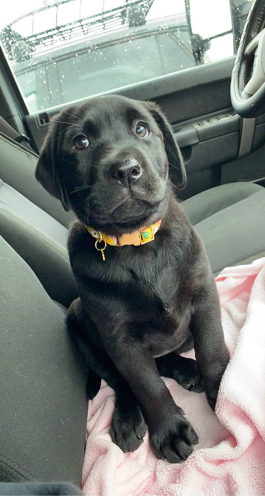 Ruger is registered to the contest to win money with this photo: auto_part, automotive_exterior, borador, canidae, car, carnivore, collar, companion_dog, dog, dog_breed, dog_collar, family_car, gun_dog, labrador_retriever, liver, snout, sporting_group, vehicle, whiskers, working_animal