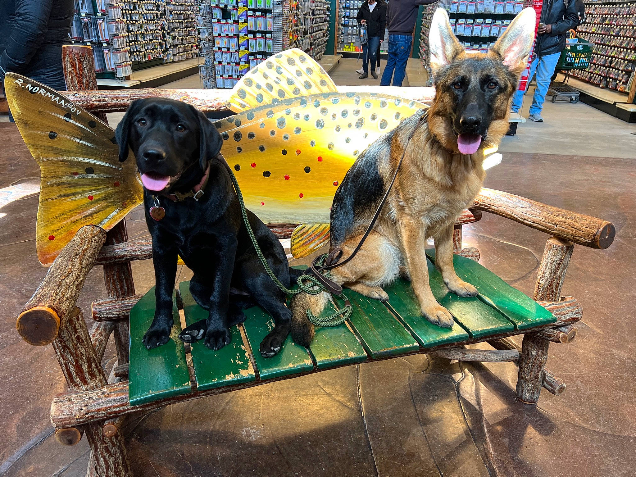 Ruger joined the competition — help win amazing prizes! adventure, canidae, carnivore, collar, companion_dog, dog, dog_breed, dog_collar, dog_supply, fawn, guard_dog, herding_dog, leash, leisure, recreation, snout, sporting_group, tail, working_animal, working_dog